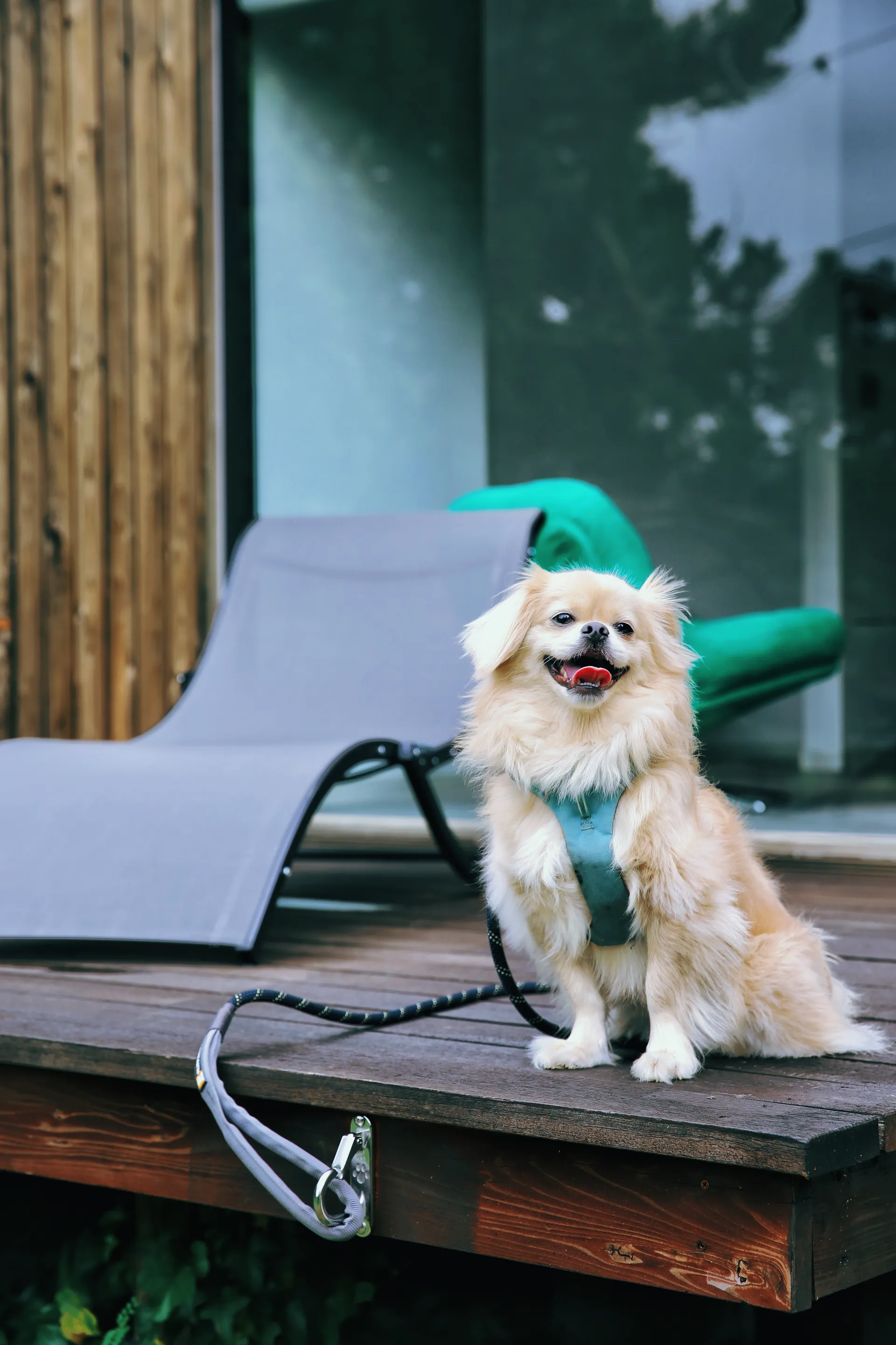 愛犬